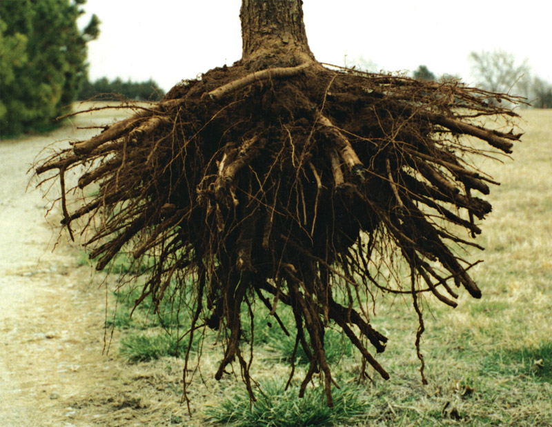 rootmaker system