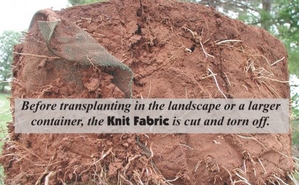 Before transplanting in the landscape or a larger container, the knit fabric is cut and torn off